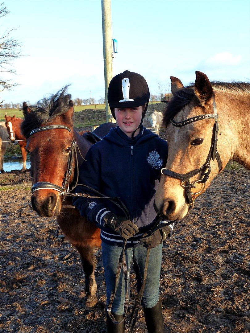 Welsh Pony (sec B) Skovbjergs Zenea - Mine piger. billede 13