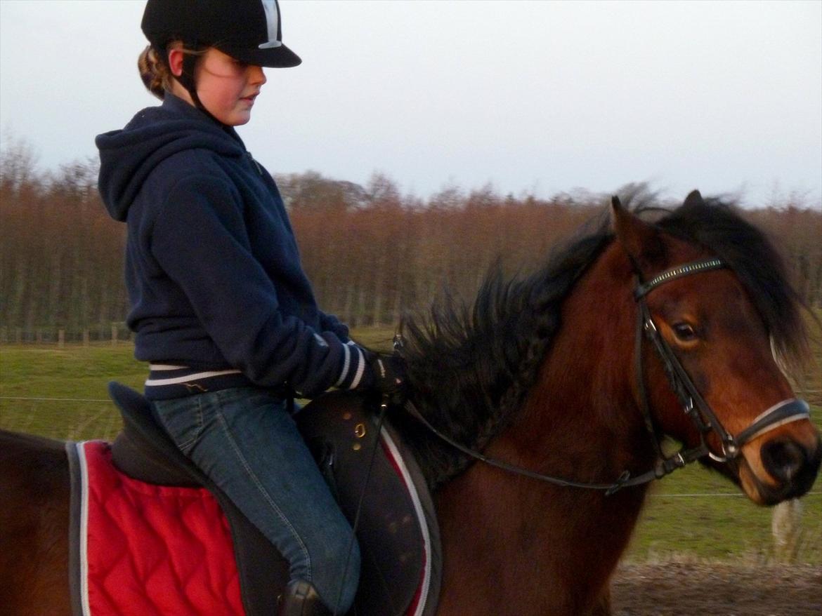 Welsh Pony (sec B) Skovbjergs Zenea - Min pige <3 billede 14