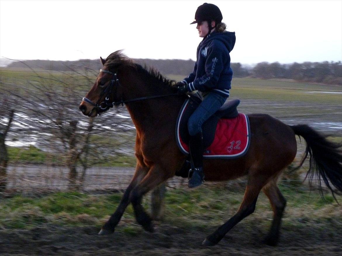 Welsh Pony (sec B) Skovbjergs Zenea billede 15