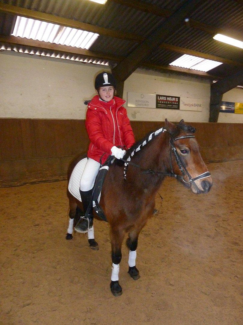 Welsh Pony (sec B) Skovbjergs Zenea - Første stævne =) billede 2