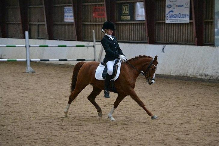 Hollandsk Sportspony Muscari billede 3