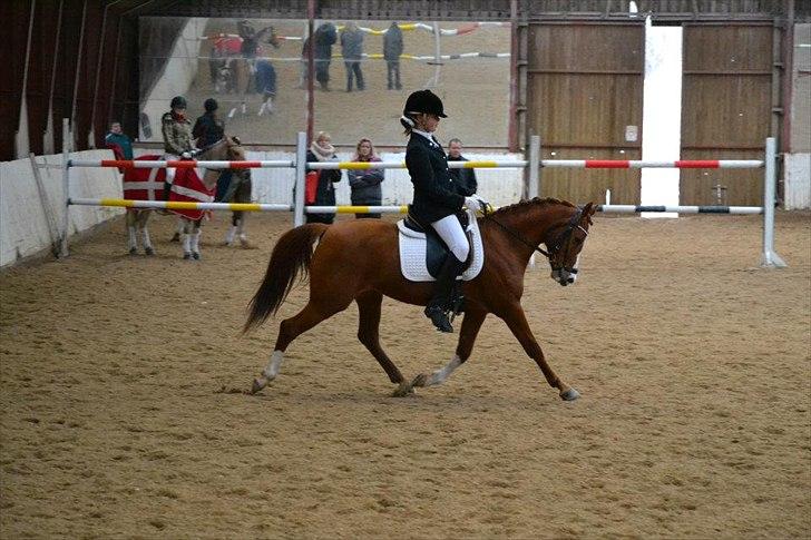 Hollandsk Sportspony Muscari billede 17