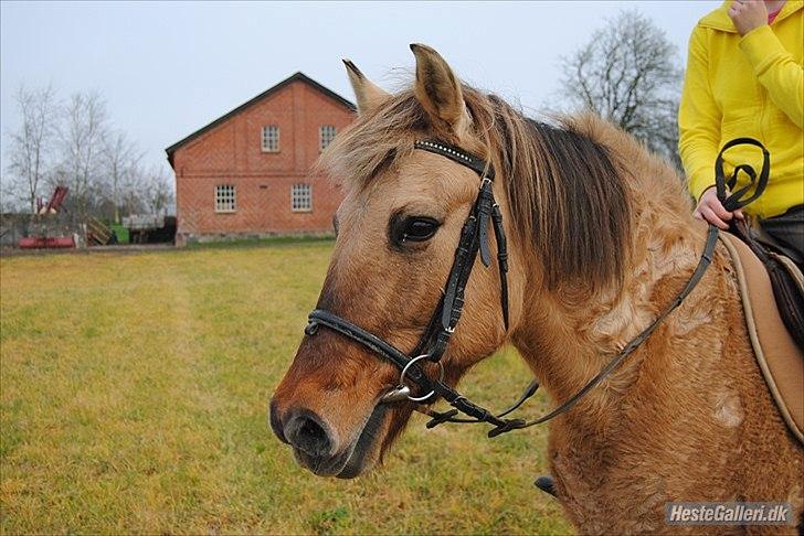 Anden særlig race | TIKKA | billede 6