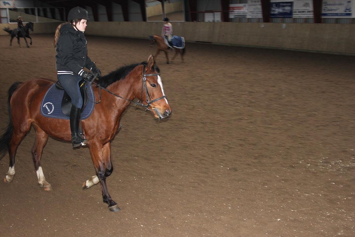 DSP Stald PR's Paula - Første gang jeg prøver hende Foto: mor billede 5