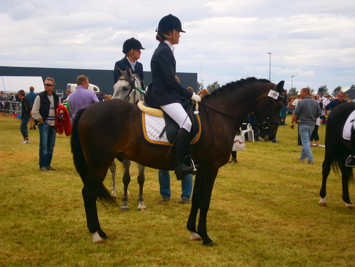 New Forest Elmholts Bravur  billede 6