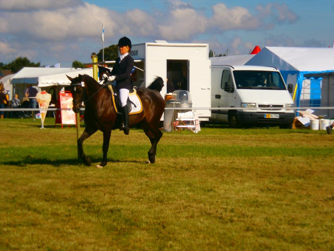 New Forest Elmholts Bravur  - Til dyreskue i Aulum. Elmholt stutteri 25år.  billede 11