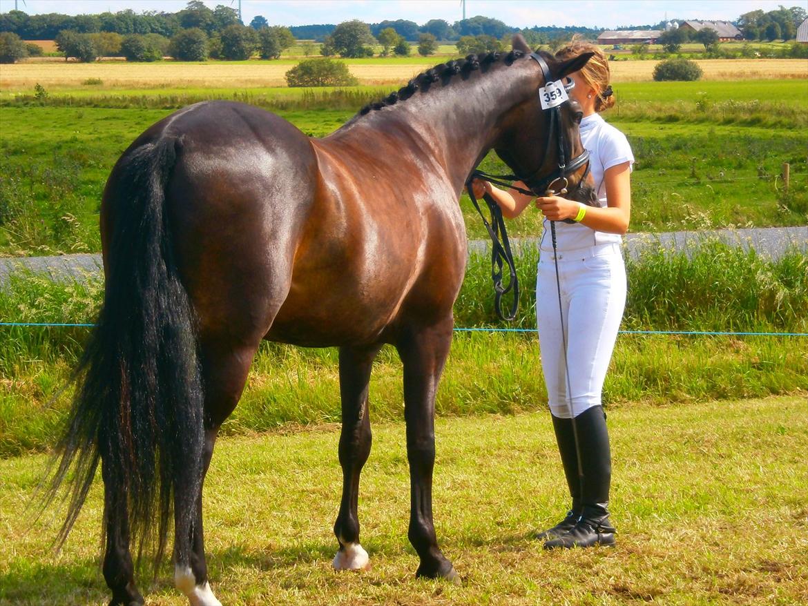 New Forest Elmholts Bravur  billede 12