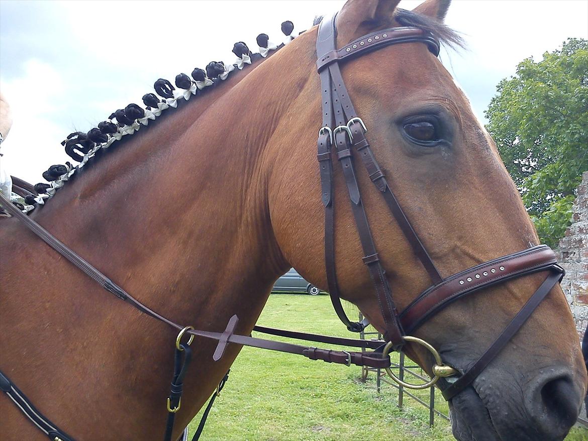 Dansk Varmblod Robin - Robin til Hippoaden 2011 billede 1