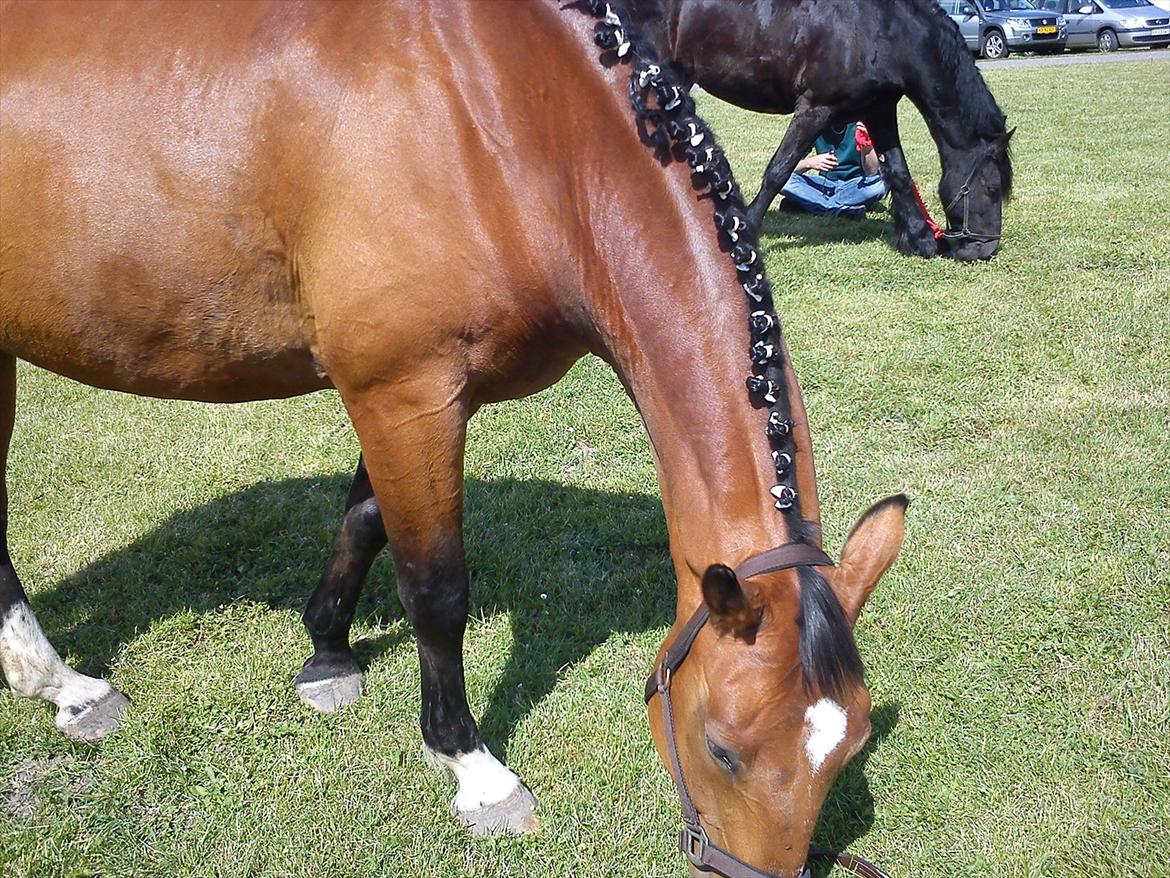 Dansk Varmblod Robin - lidt hygger efter de 15 km. til Hippoaden 2011 billede 2