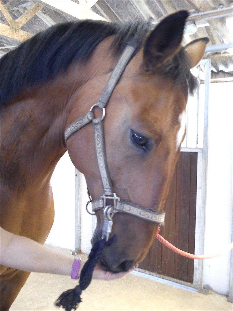 Dansk Varmblod Robin - Du kan jo godt! :D billede 3