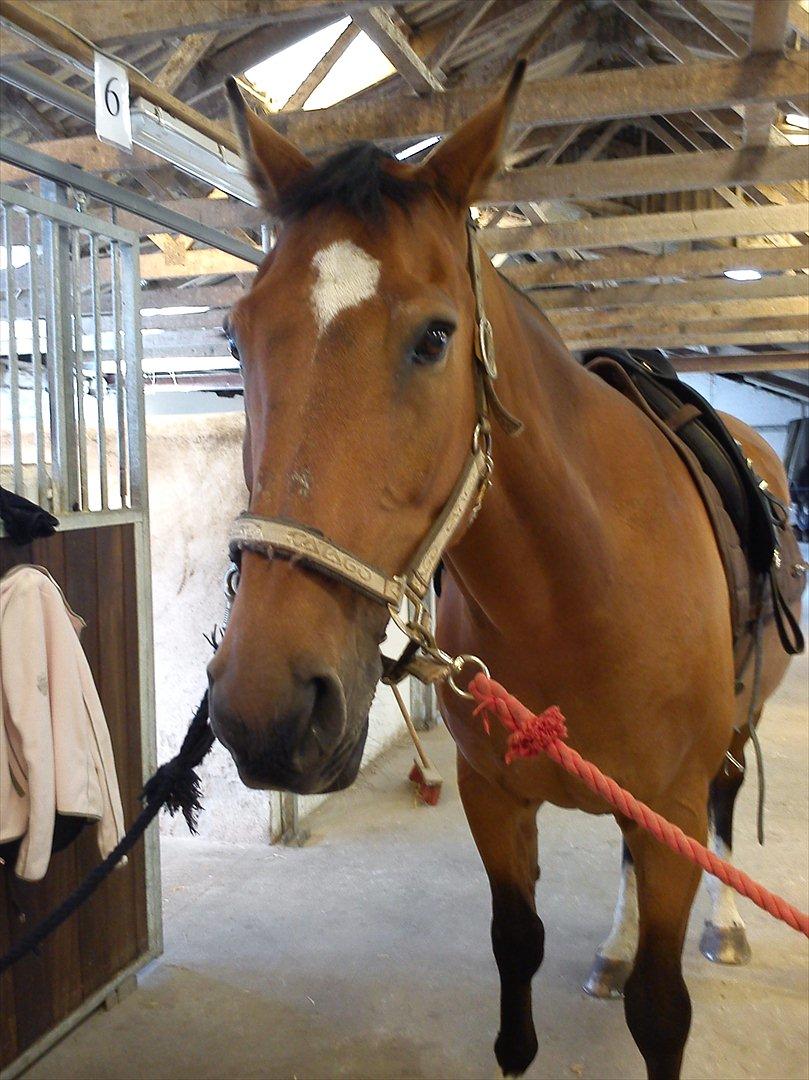 Dansk Varmblod Robin - Så er den gamle snart klat til en lille ridetur :D billede 4