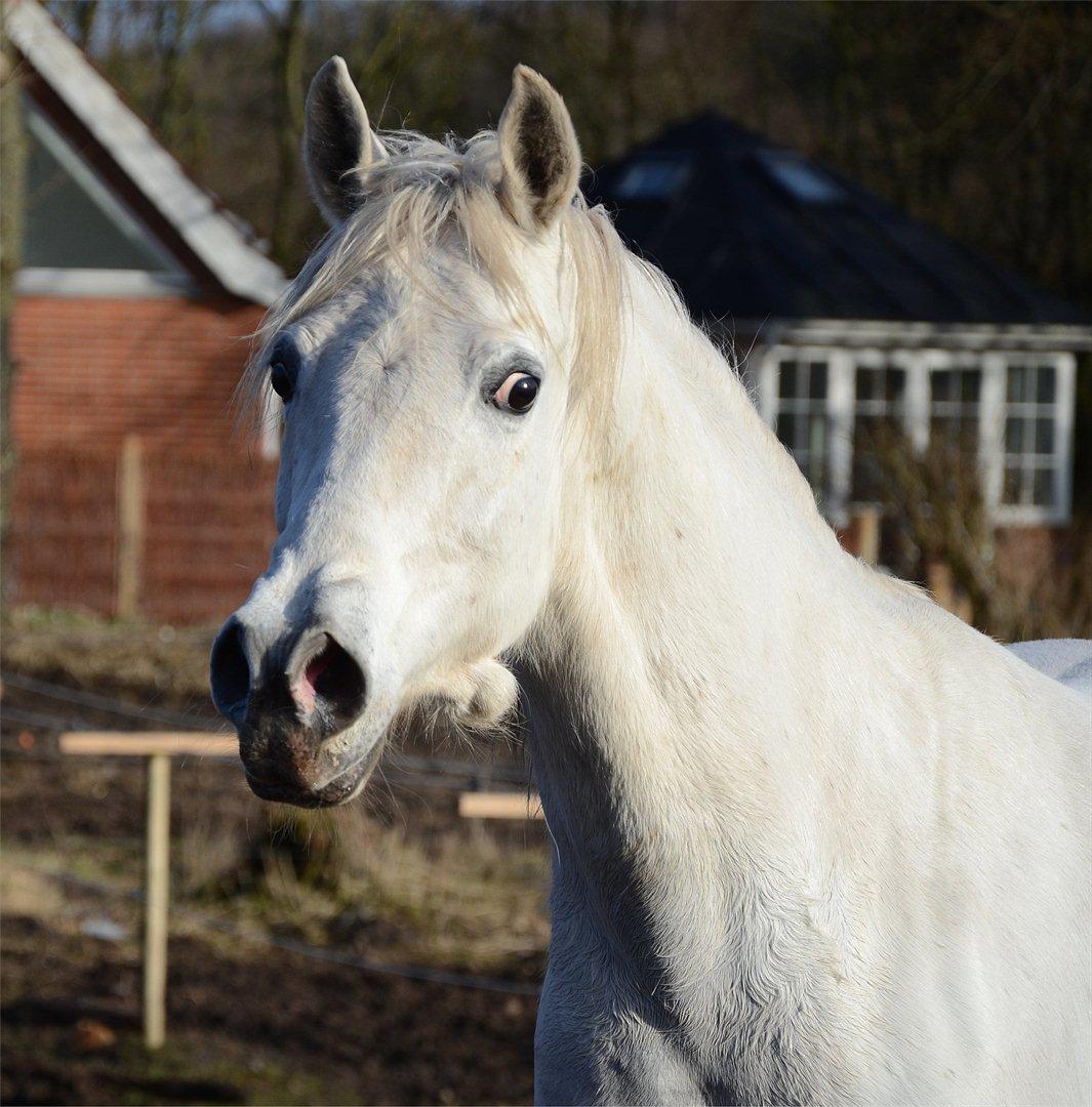 Arabisk fuldblod (OX) Fertilla billede 1