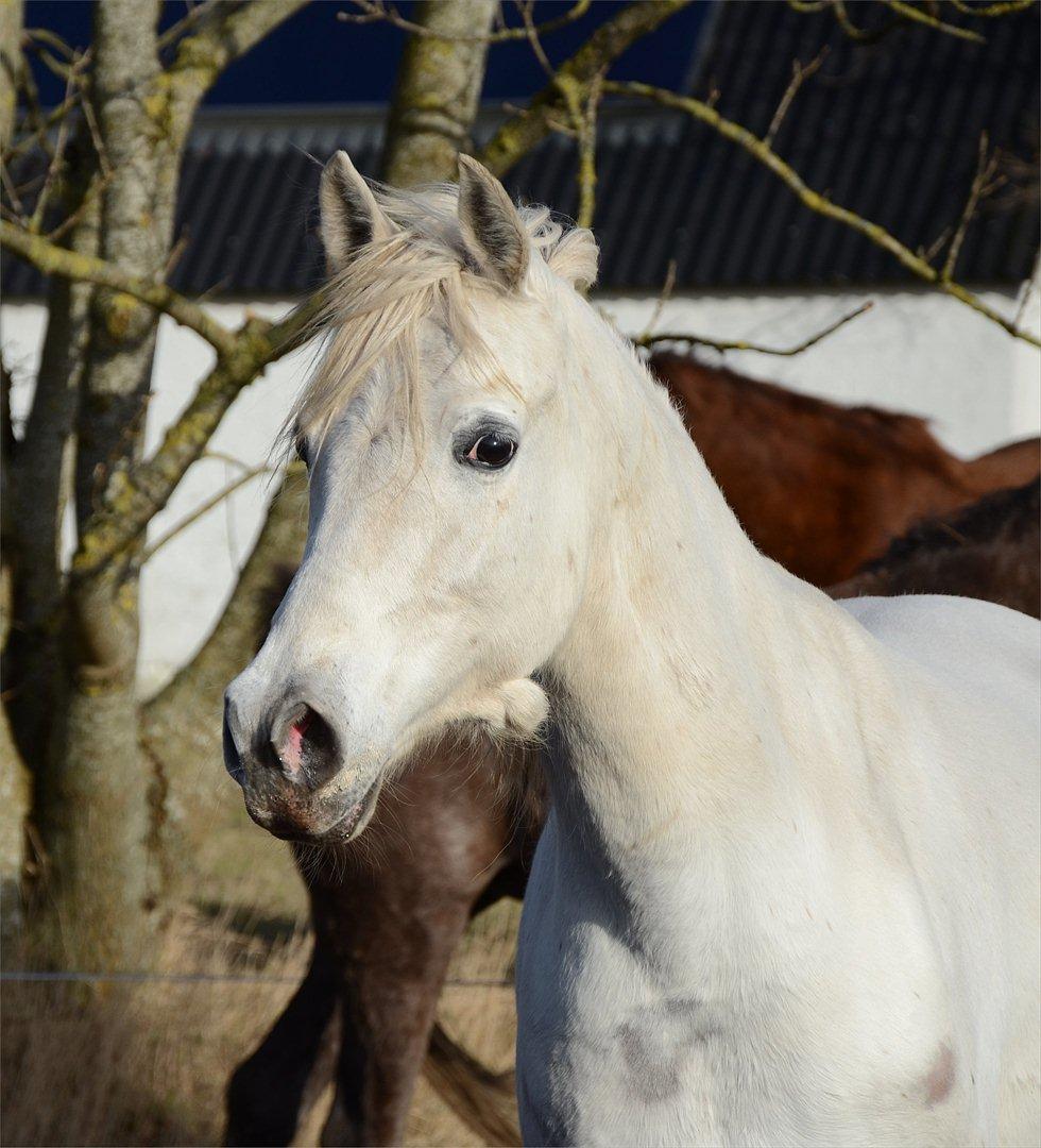 Arabisk fuldblod (OX) Fertilla billede 3