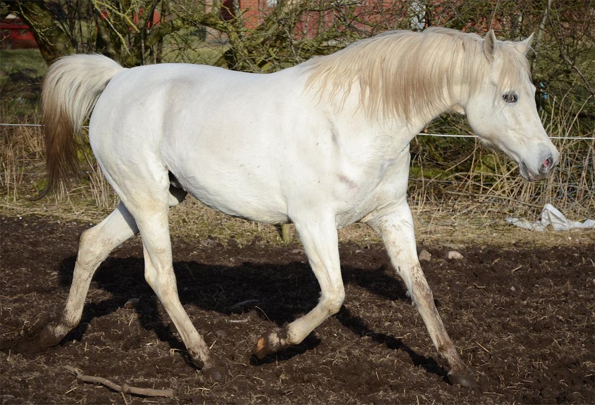 Arabisk fuldblod (OX) Fertilla billede 2