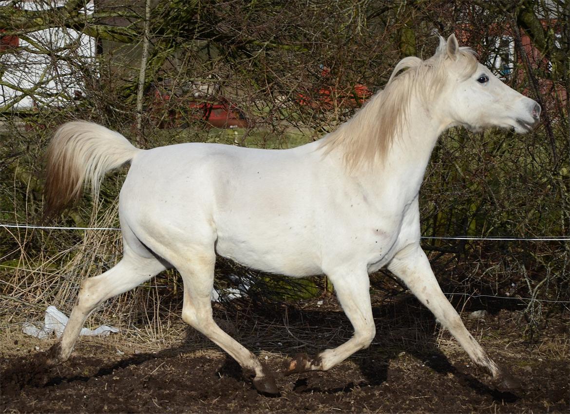 Arabisk fuldblod (OX) Fertilla billede 6