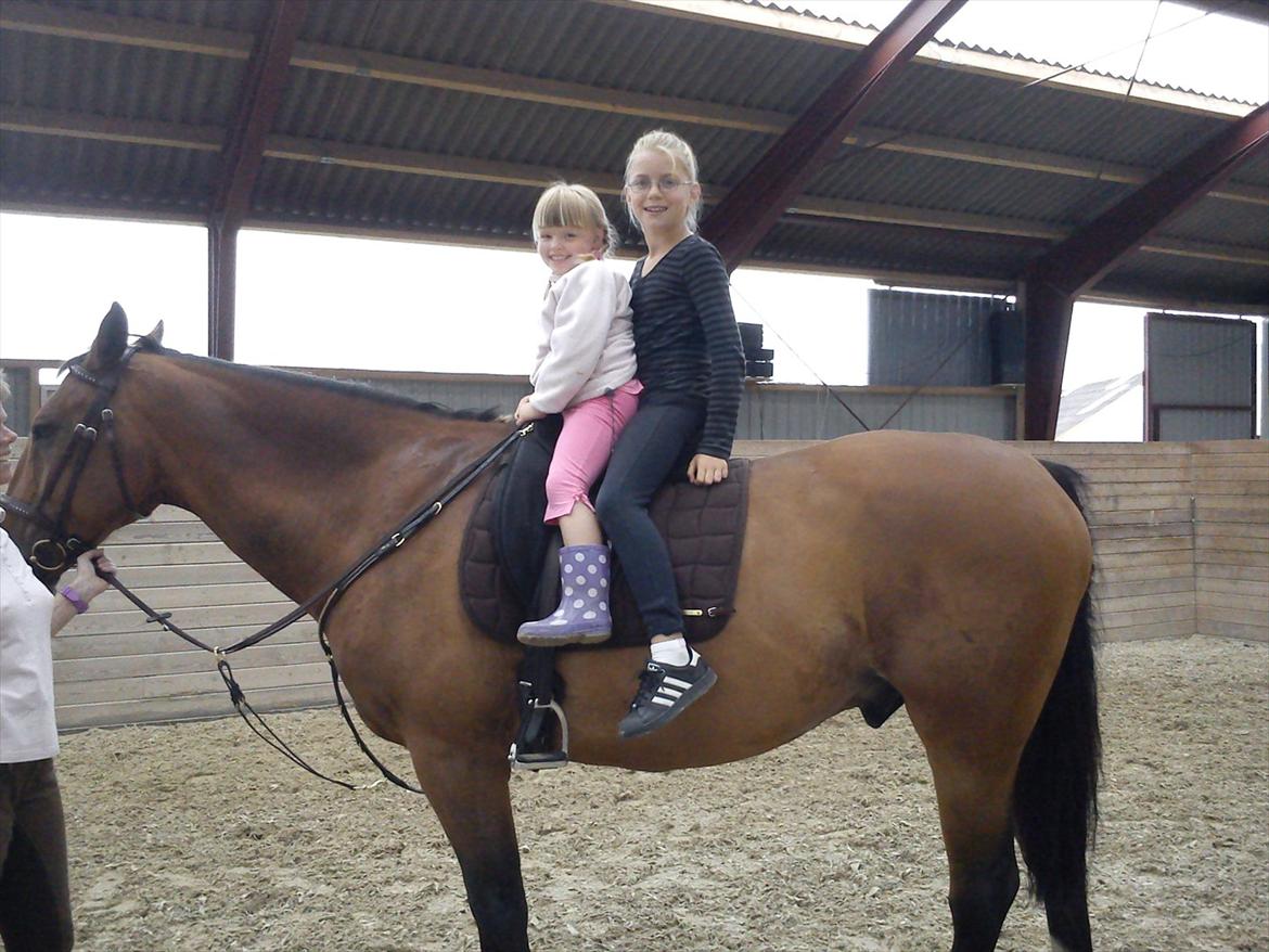 Dansk Varmblod Robin - Meget børnevenlig! <3 billede 6