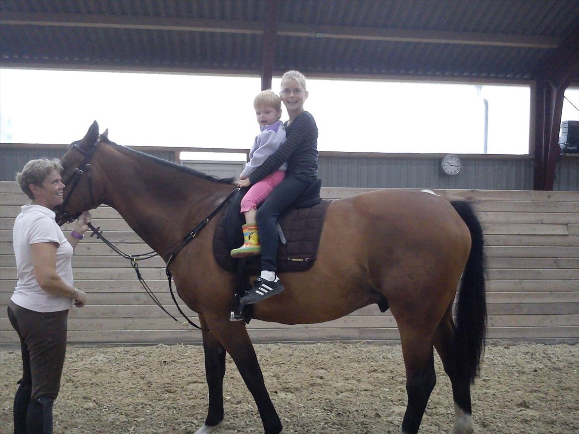 Dansk Varmblod Robin - Han bliver en helt anden hest så snart det er børn der er på ryggen af ham <3 (på den gode måde) billede 7