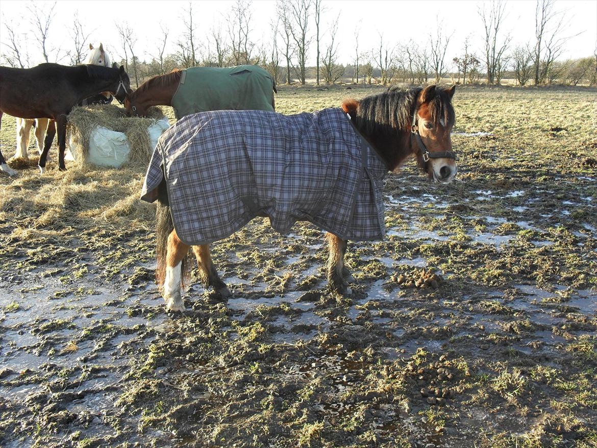 Anden særlig race Bølle Bob [Har redet] - du var den pony jeg stolede på du var den pony jeg aldrig vil glemme de dage med, du var den pony der var min bedste ven, du var den pony jeg holdte af, du var den pony som ingen kunne holde mig væk fra, men det er lykkes nu, håber du er glad<3

Foto: mig billede 12