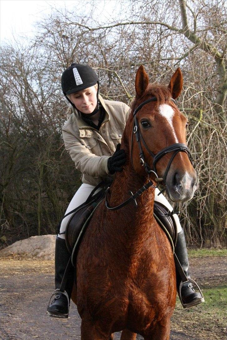 Dansk Varmblod Lucy - Søde bølle efter en gang hård dressur! :) billede 12