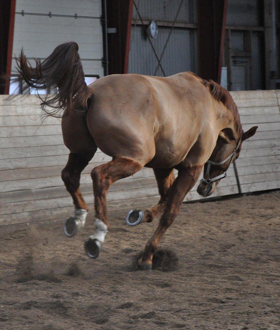 Dansk Varmblod Valiente billede 10