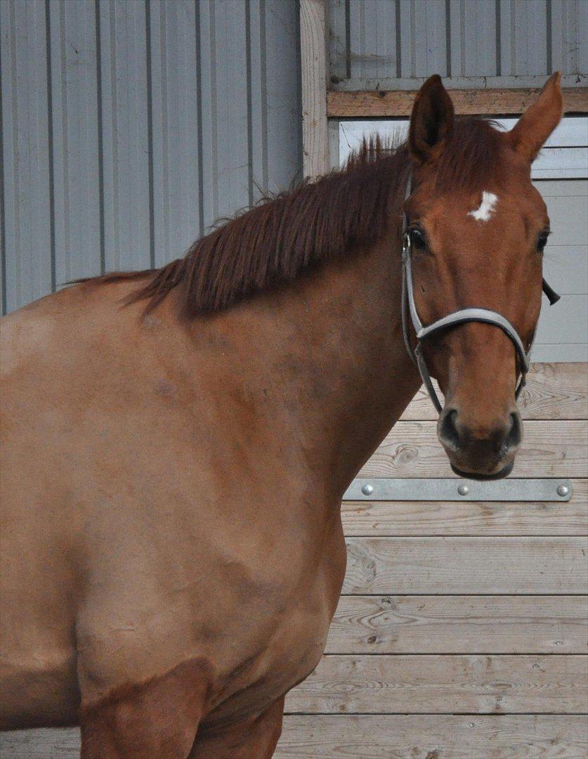 Dansk Varmblod Valiente billede 12