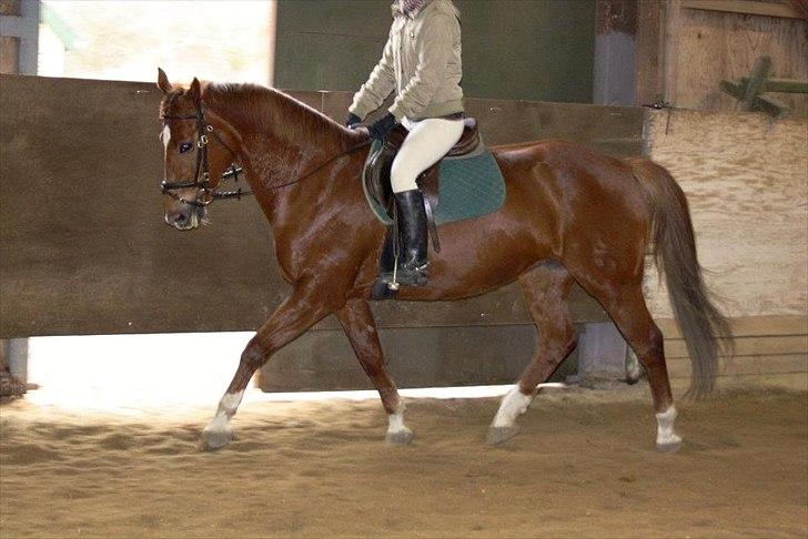 Dansk Varmblod Lucy - Dressur træning! billede 13