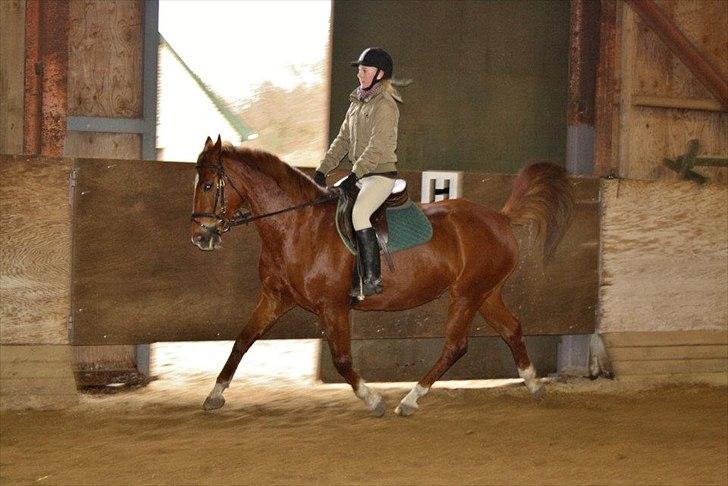 Dansk Varmblod Lucy - Dressur træning - Starten på en øgning! billede 14