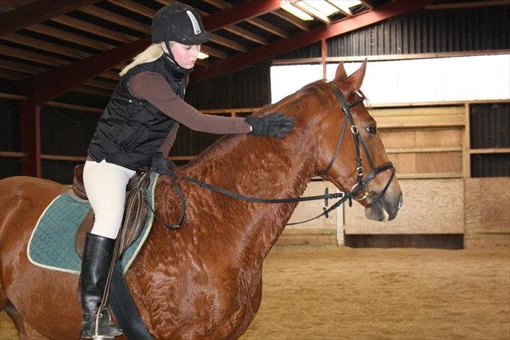 Dansk Varmblod Lucy - Bøllen skal roses efter hun har arbejdet hårdt! :) billede 17