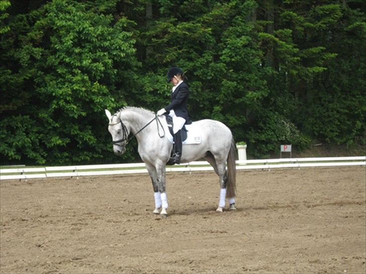 Trakehner Hilfiger - Hilser på dommeren - Morsø 2011 billede 3