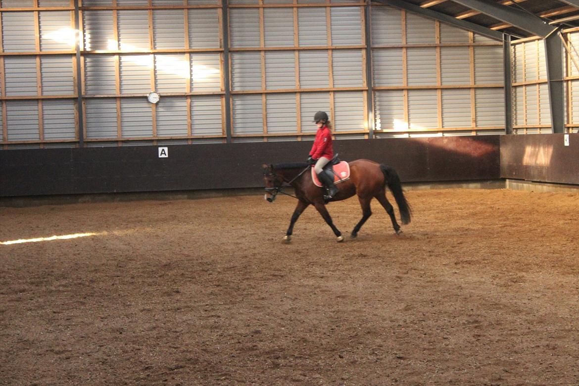 New Forest Golden Flicka Star - Undervisning i februar billede 17
