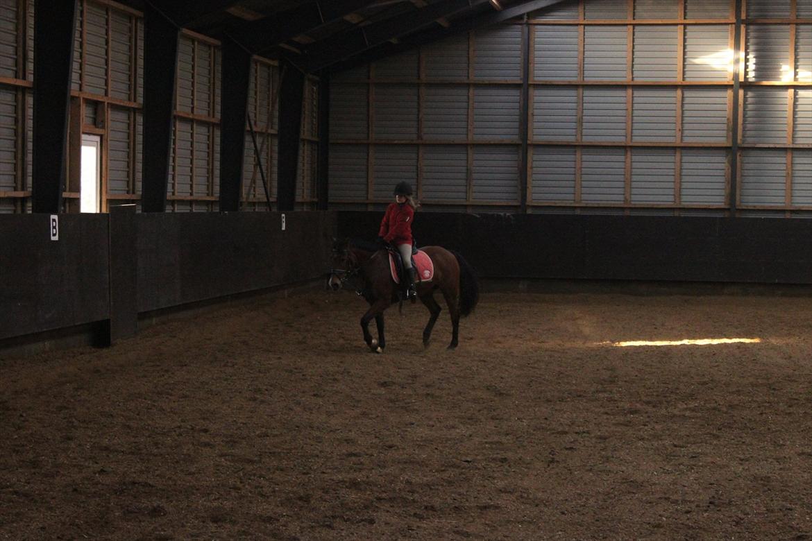 New Forest Golden Flicka Star - Du ser helt fin ud Flicka <3 billede 19