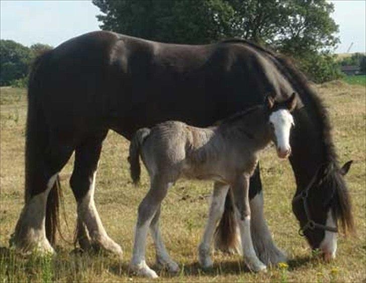 Tinker KENZO´S GENESIS - lånt af avler billede 3