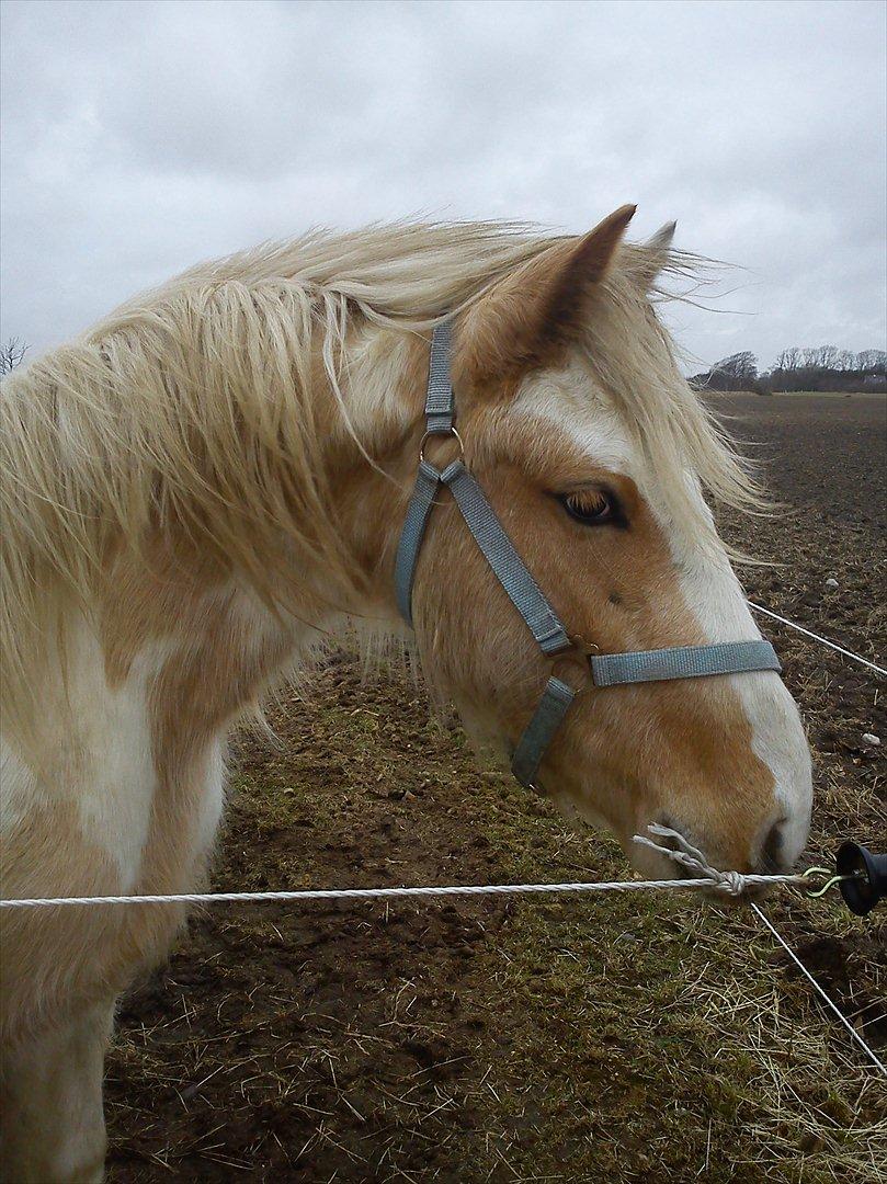 Irish Cob Crossbreed Ryttergaarden's Jiya (tidl. Tøsen) - Velkommen til Jiya's profil (: billede 1