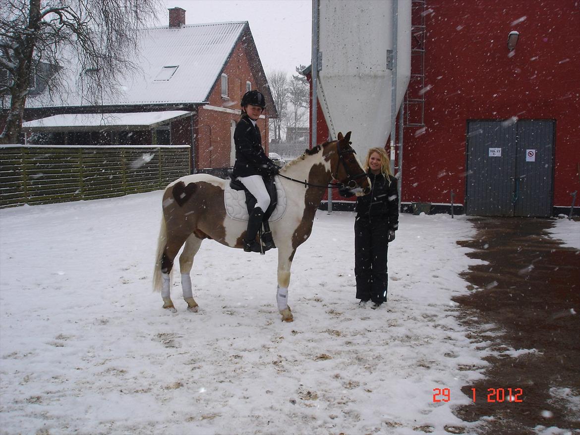 Pinto LA-CHRIS VESTERLUND<3  - Stævne d. 29 Januar.  billede 20