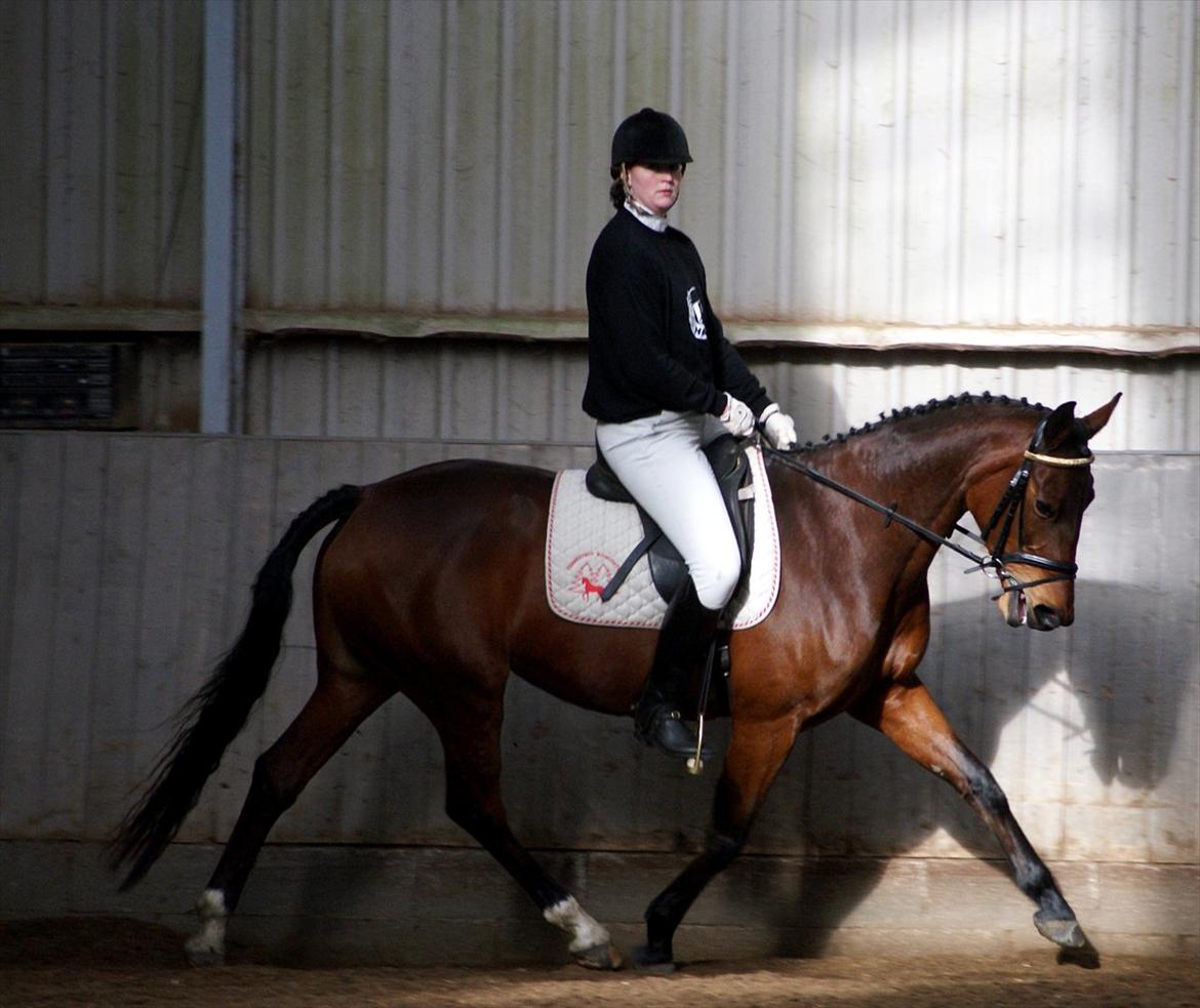 Dansk Varmblod Coffee Cup - fra stævnet i HARK i feb billede 12