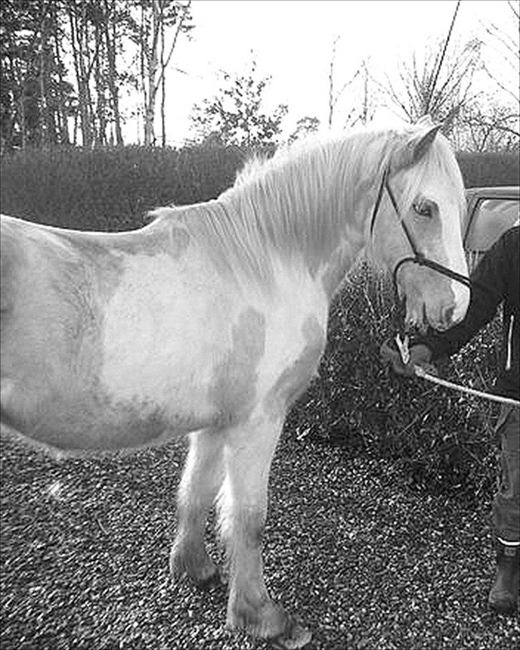 Irish Cob Crossbreed Ryttergaarden's Jiya (tidl. Tøsen) - Fint sort hvid billed af Jiya fra tidl. ejer (: billede 2