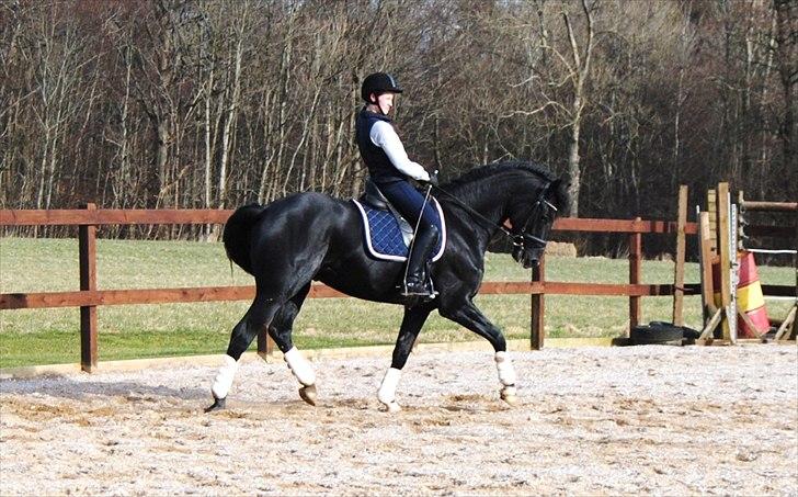 Dansk Varmblod Gørklintgårds Schufro Boy billede 5