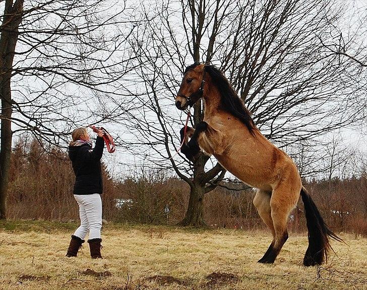 Anden særlig race Kava Spirit Trøffelhelt billede 19