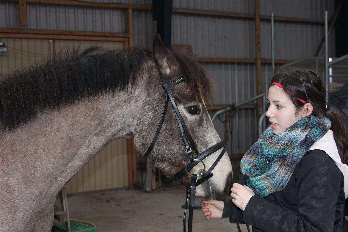 Connemara Ac-Seje Charlie af Engvang *..Bassemand..* - Hvis man giver op efter én fejl, er det helt sikkert ikke ægte kærlighed. <3

Foto: Maria
 billede 11
