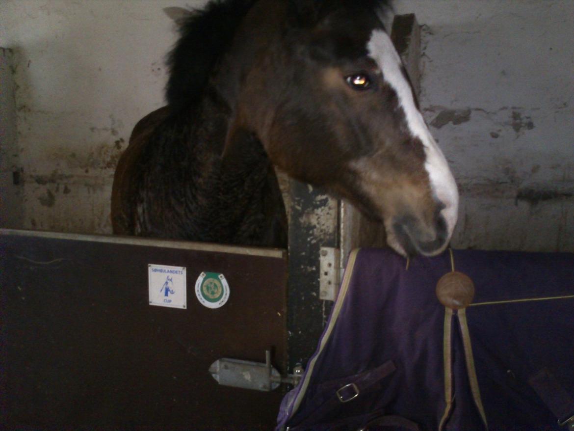 Anden særlig race Chance {Himmelhest} billede 1