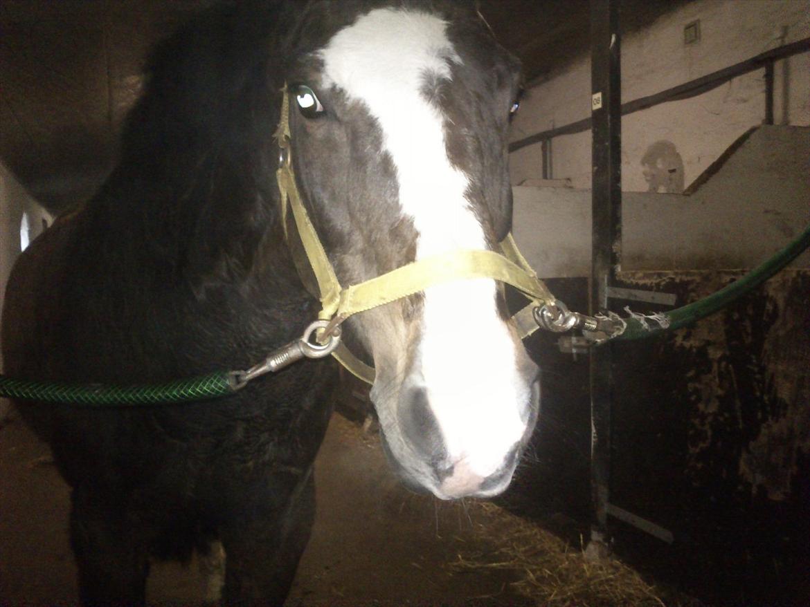 Anden særlig race Chance {Himmelhest} billede 3