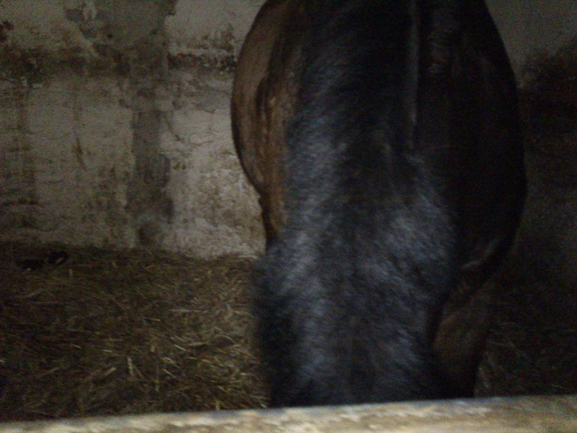 Anden særlig race Chance {Himmelhest} - nøj mad! billede 4