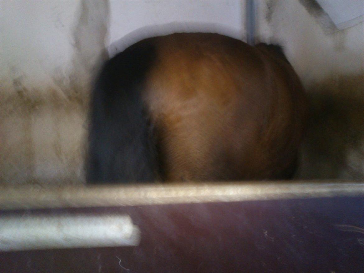 Anden særlig race Chance {Himmelhest} - nu vil jeg ikke have taget flere billeder billede 6