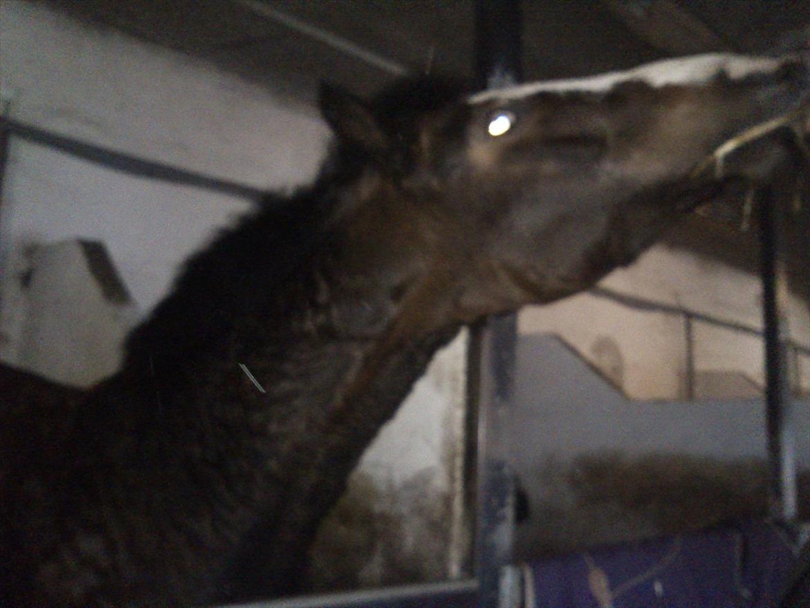 Anden særlig race Chance {Himmelhest} - giv mig nu godbiden billede 8