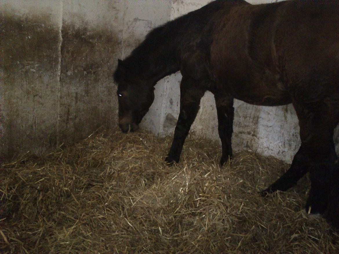 Anden særlig race Chance {Himmelhest} billede 15