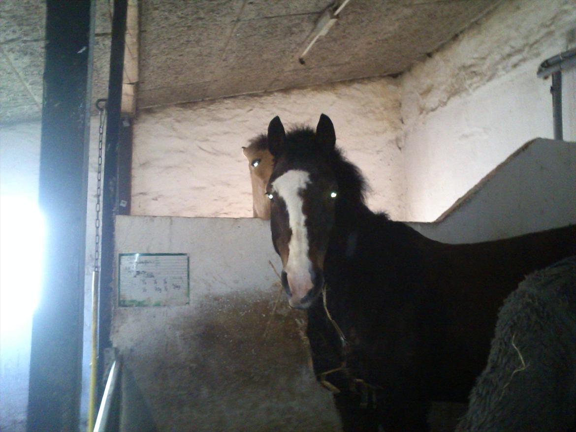 Anden særlig race Chance {Himmelhest} - hvem er du? billede 10