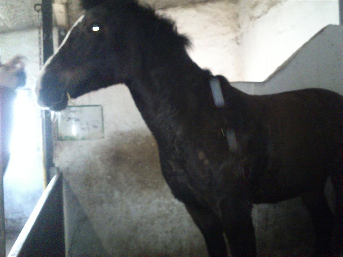 Anden særlig race Chance {Himmelhest} - hvad er det? billede 11