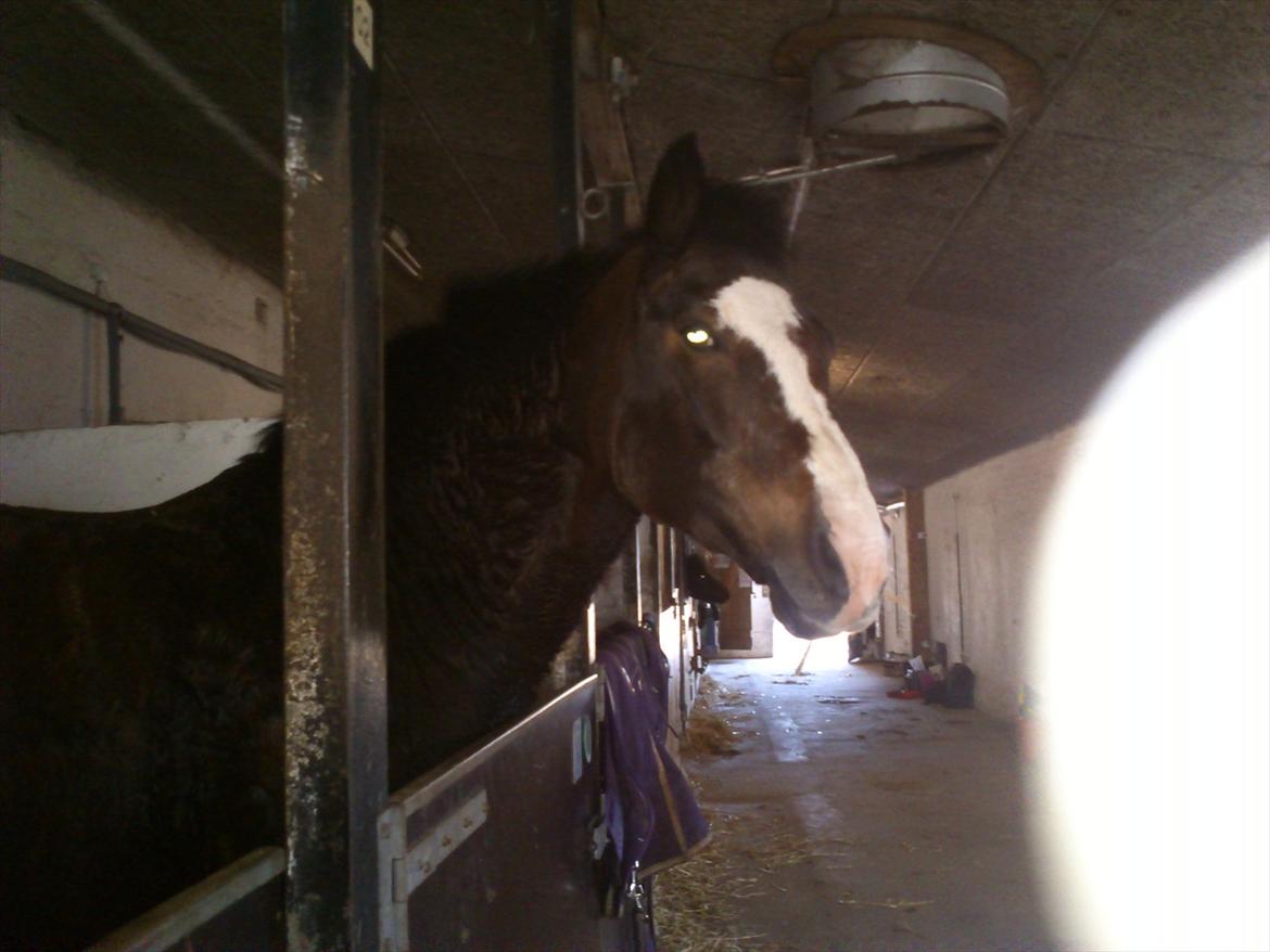 Anden særlig race Chance {Himmelhest} billede 12