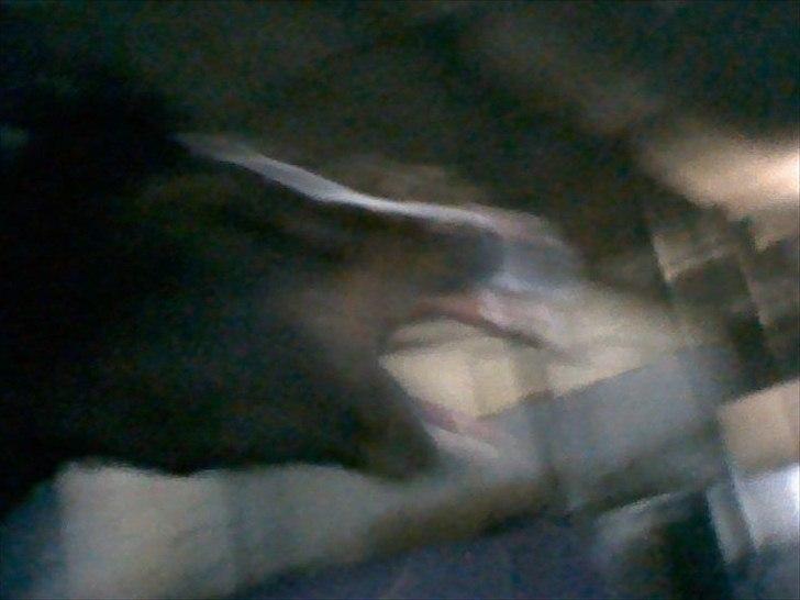 Anden særlig race Chance {Himmelhest} - gaaab!! billede 18