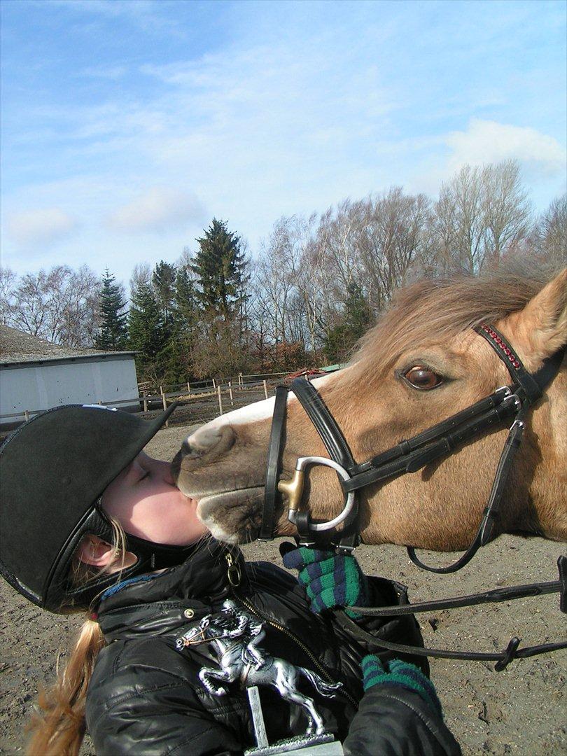 Welsh Pony (sec B) Faya Lobi Kasto-Glas 2002 *STJERNE PONY* - *KYS* billede 15